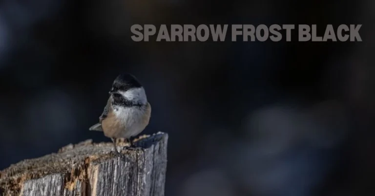 sparrow frost black