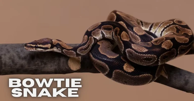 bowtie snake